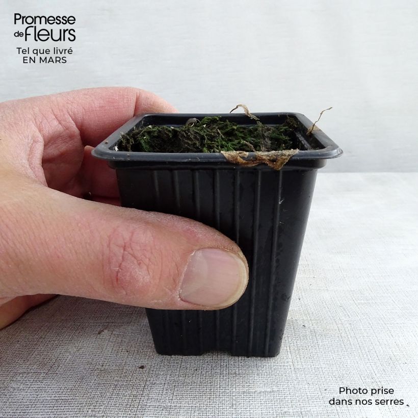 Spécimen de Bourrache BIO - Borago officinalis Godet de 7cm tel que livré au printemps