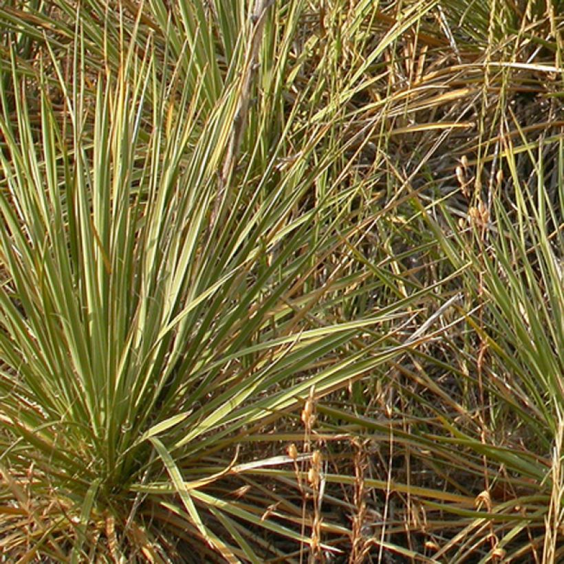 Bouteloua curtipendula (Feuillage)