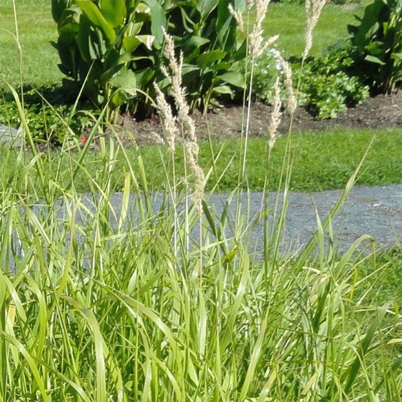 Bouteloua curtipendula (Floraison)