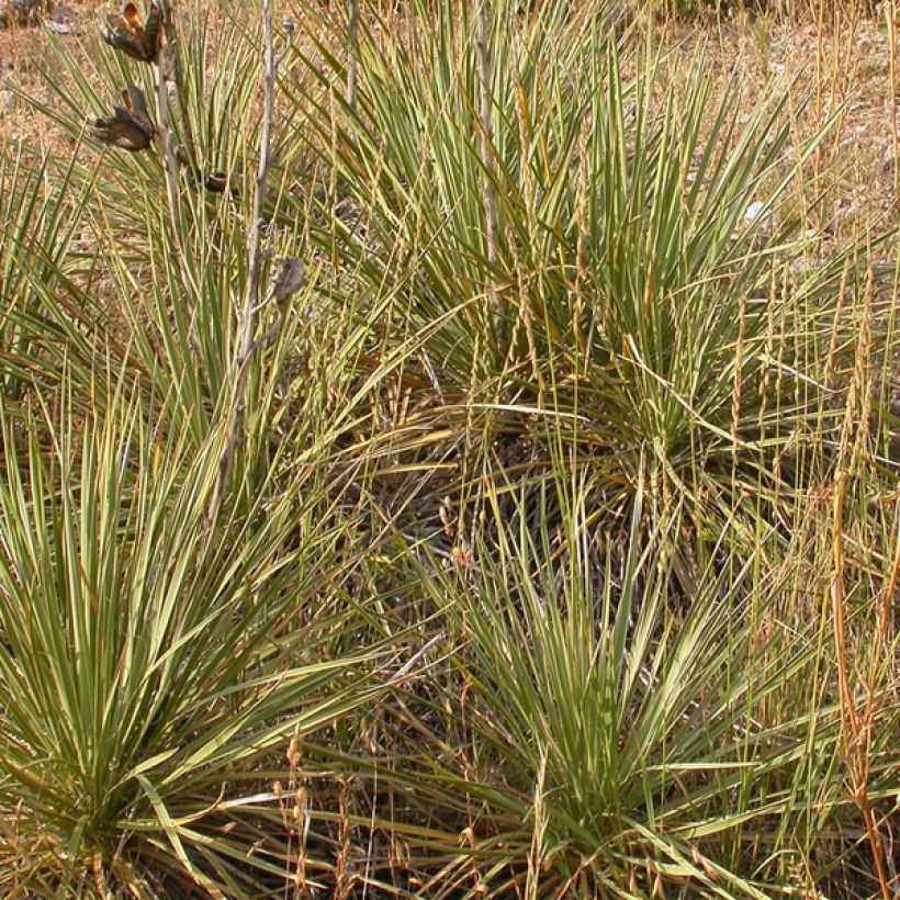 Bouteloua curtipendula (Port)