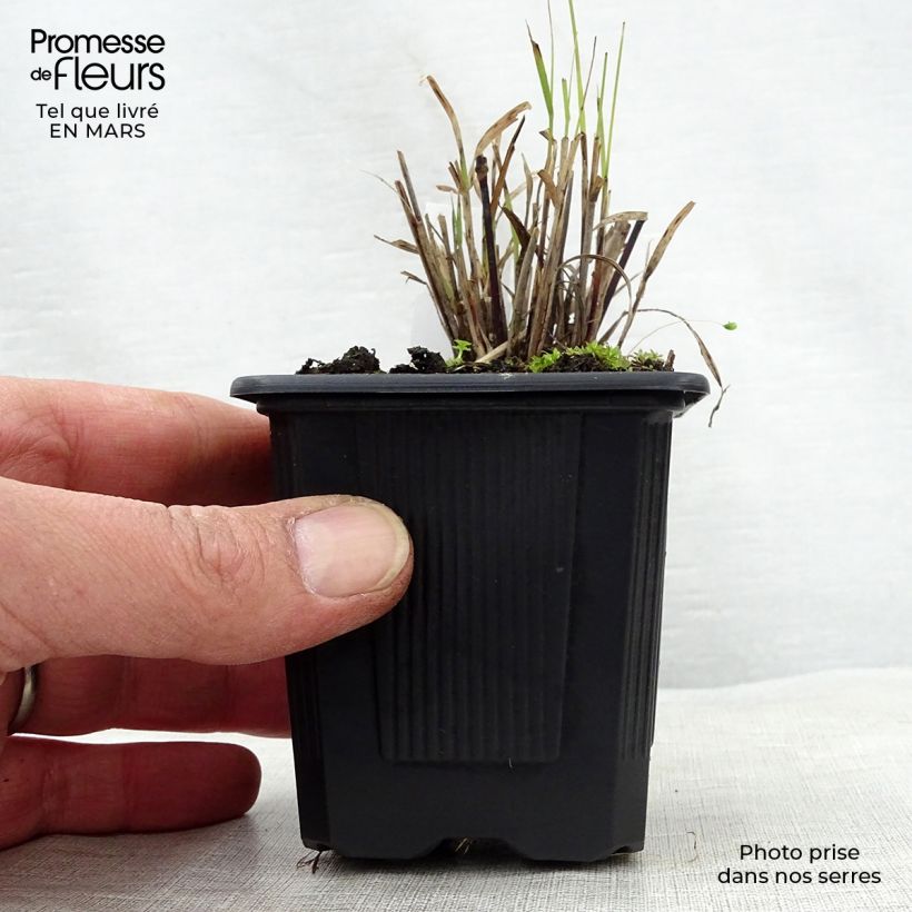 Spécimen de Bouteloua curtipendula Godet de 9cm tel que livré au printemps