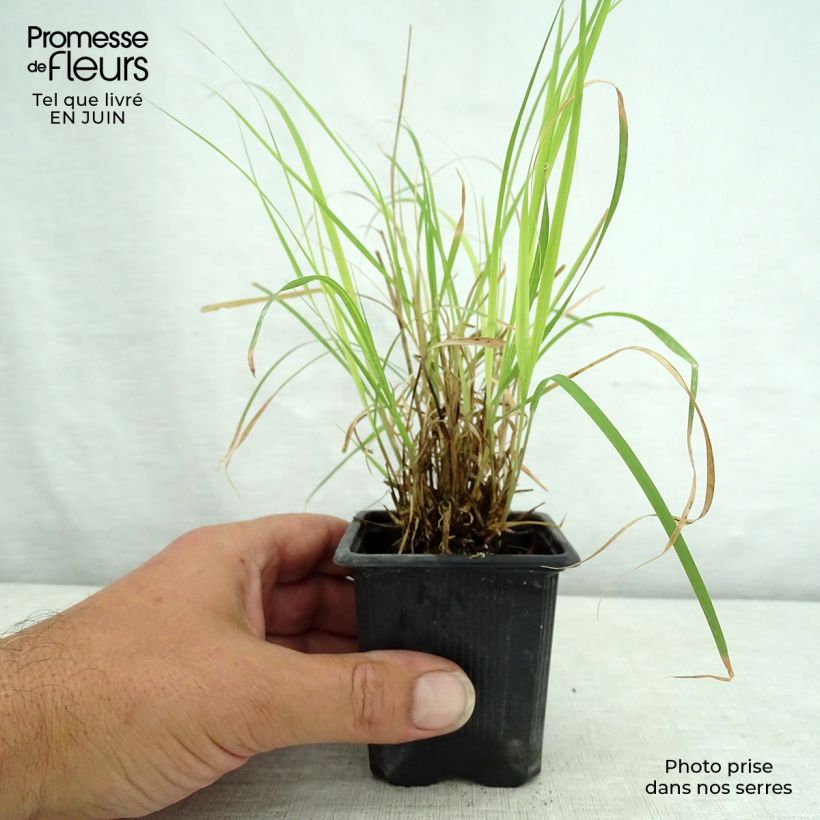 Spécimen de Bouteloua curtipendula Godet de 8/9 cm tel que livré en été