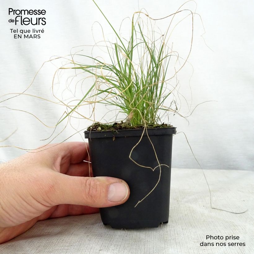 Spécimen de Bouteloua gracilis en godet de 9 cm tel que livré au printemps