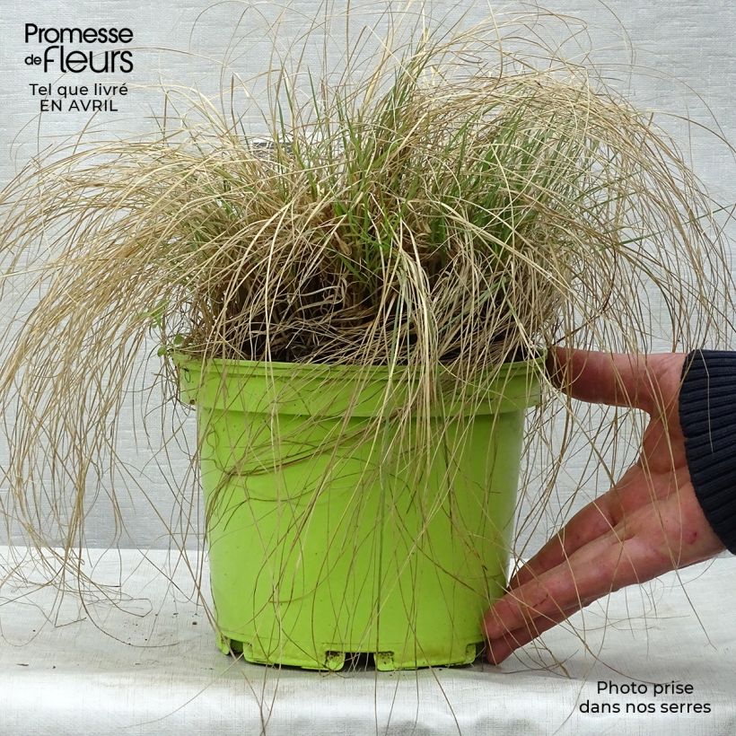 Spécimen de Bouteloua gracilis en pot de 1.5L/2L litres tel que livré au printemps