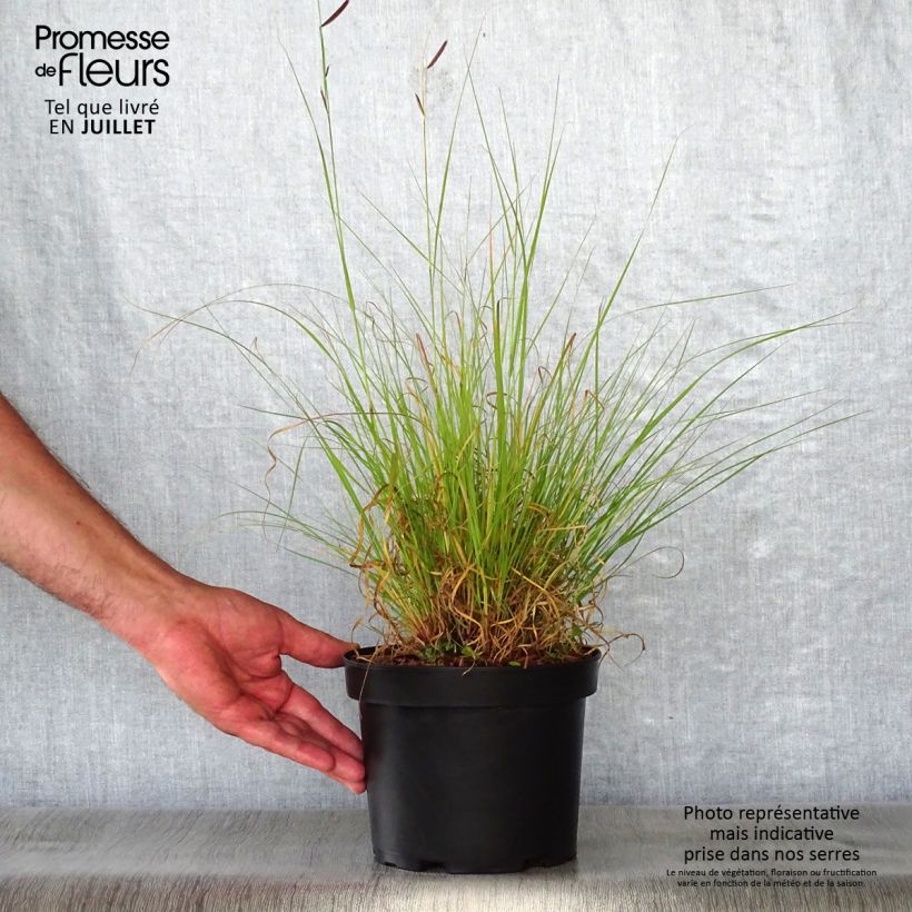 Spécimen de Bouteloua gracilis Pot de 1,5L/2L tel que livré en été