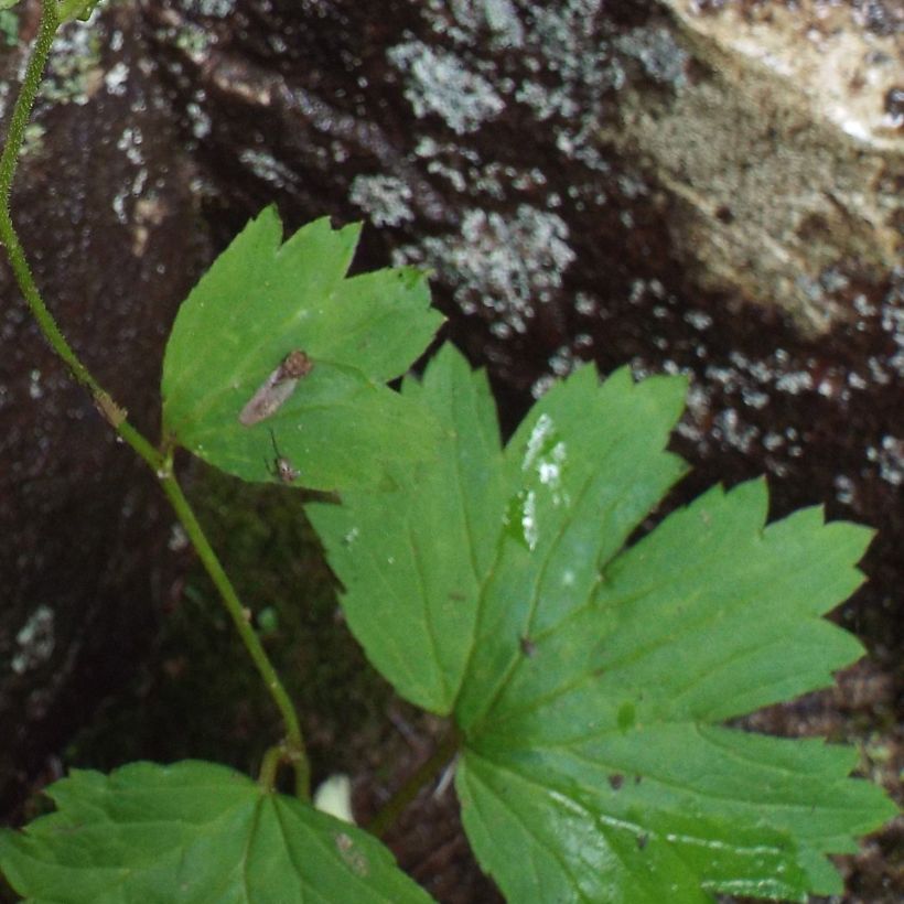 Boykinia aconitifolia (Feuillage)