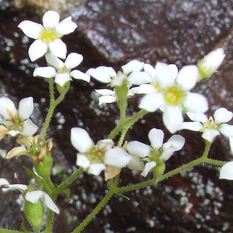 Boykinia aconitifolia (Floraison)