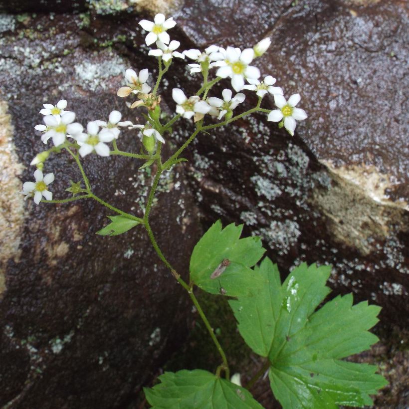 Boykinia aconitifolia (Port)