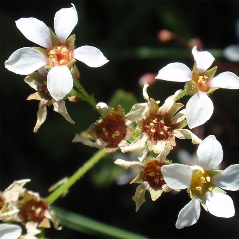 Boykinia major - Grande Boykinie (Floraison)