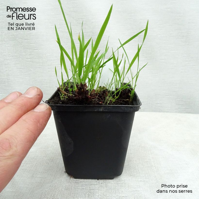 Spécimen de Boykinia major - Grande Boykinie Godet de 9cm tel que livré en hiver