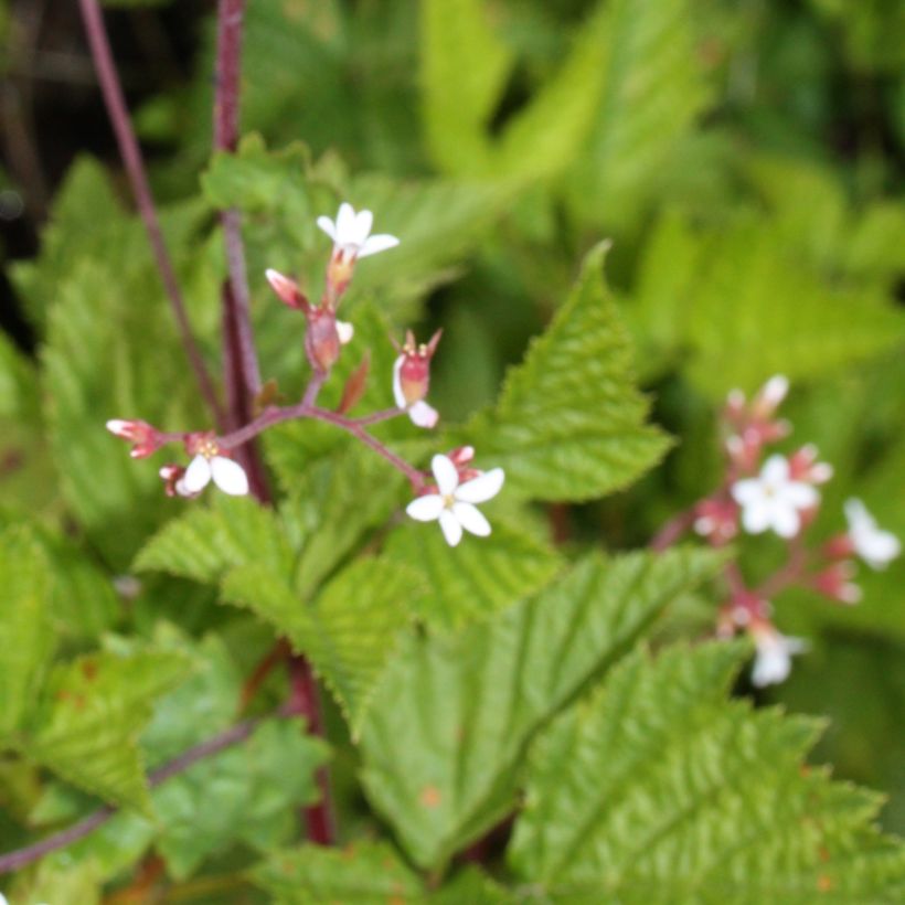 Boykinia occidentalis (Feuillage)