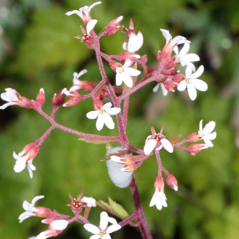 Boykinia occidentalis (Floraison)