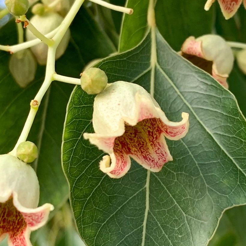 Brachychiton populneus - Kurrajong (Floraison)