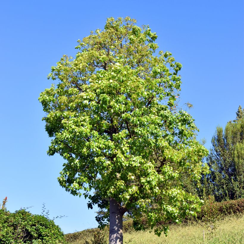 Brachychiton populneus - Kurrajong (Port)