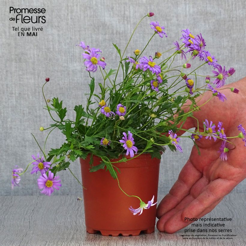 Spécimen de Brachycome Brasco Violet -godet de 8/9cm tel que livré au printemps