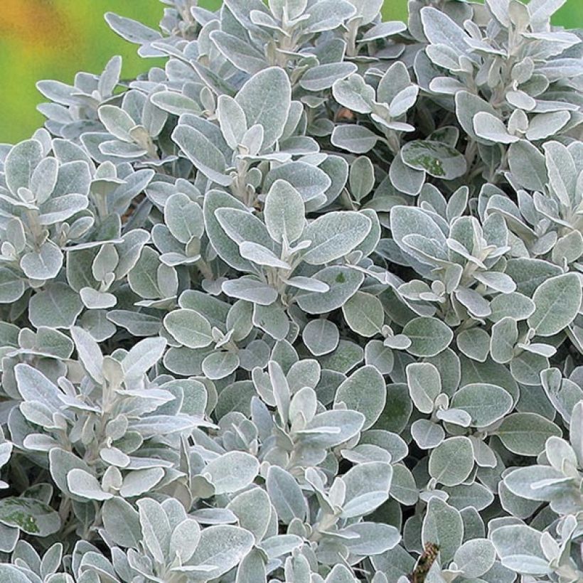 Brachyglottis greyi Walberton's Silver Dormouse - Seneçon gris (Feuillage)