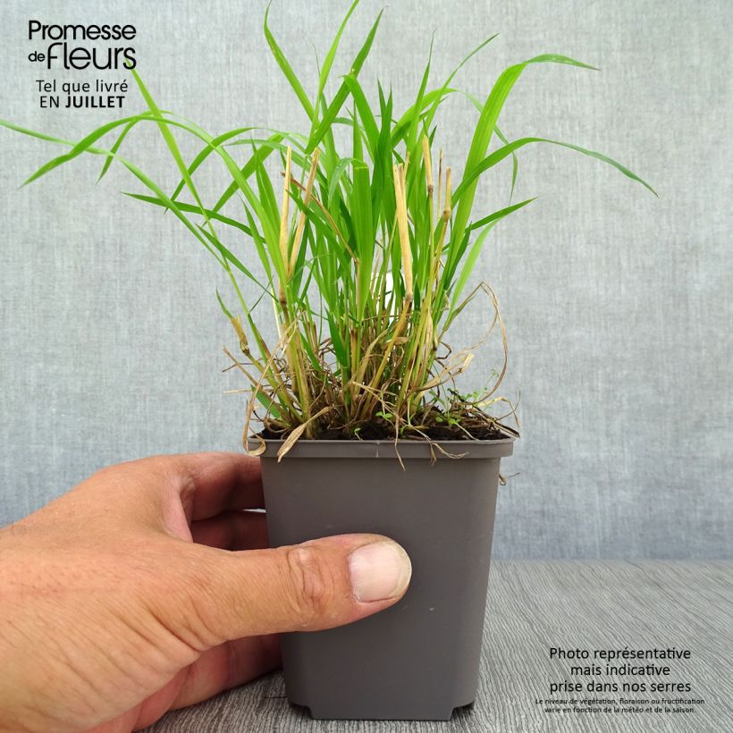 Spécimen de Brachypodium sylvaticum - Brachypode des bois Godet de 8/9 cm tel que livré en été
