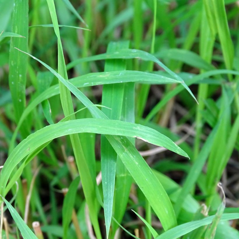 Brachypodium sylvaticum - Brachypode des bois (Feuillage)