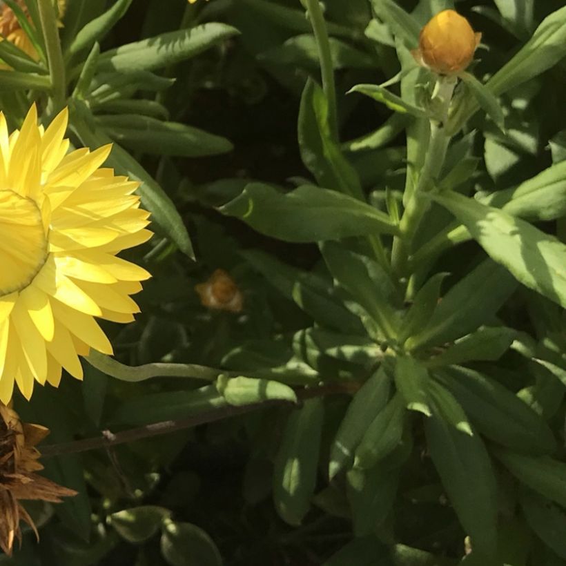 Bracteantha Granvia Gold - Immortelle (Feuillage)