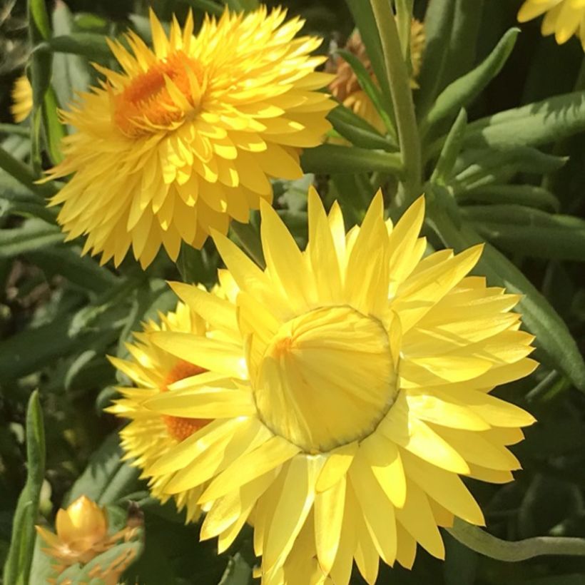 Bracteantha Granvia Gold - Immortelle (Floraison)