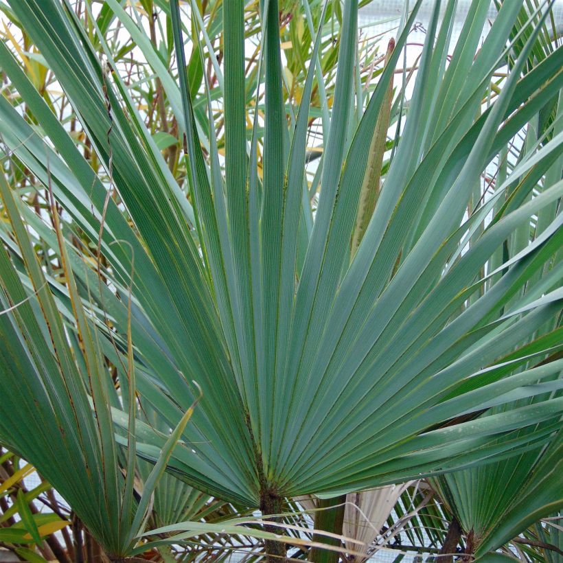 Palmier bleu du Mexique - Brahea armata (Feuillage)
