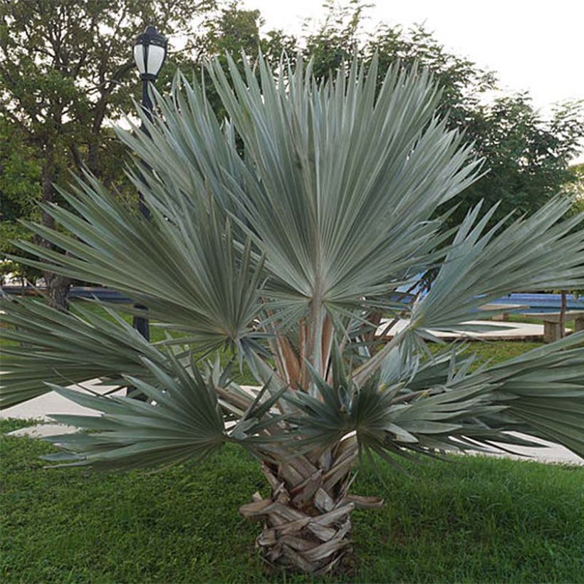 Palmier bleu du Mexique - Brahea armata (Port)