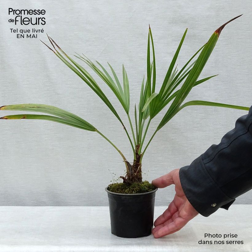 Spécimen de Brahea calcarea - Palmier mexicain Pot de 12 cm tel que livré au printemps