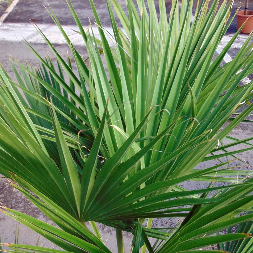 Palmier du Mexique - Brahea edulis (Feuillage)