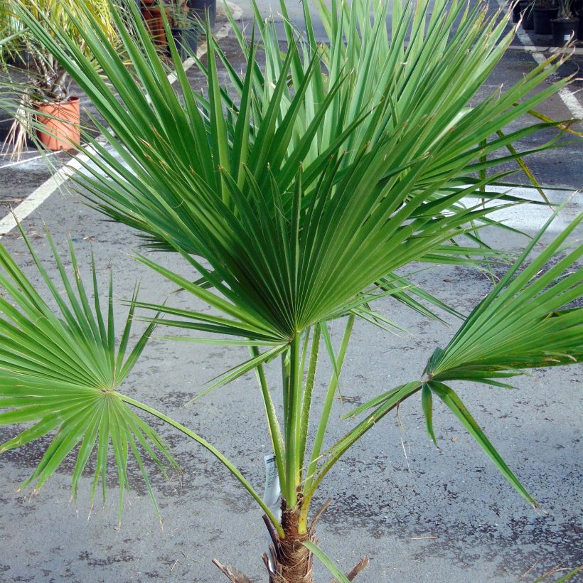 Palmier du Mexique - Brahea edulis (Port)