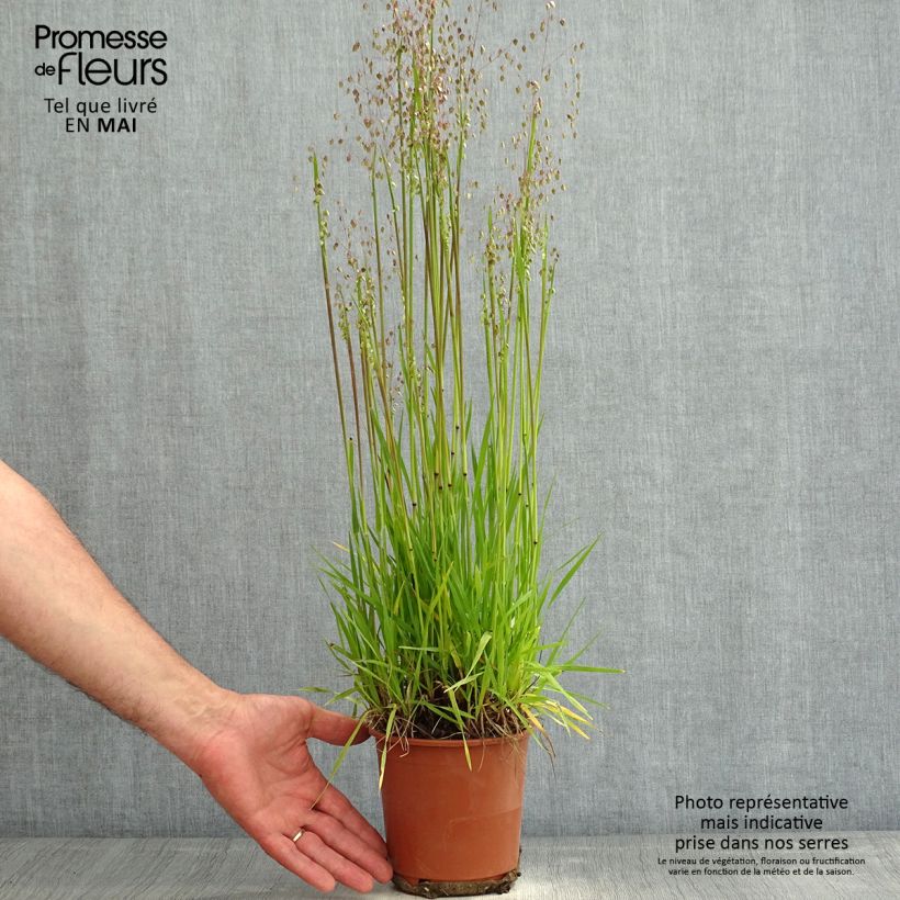 Spécimen de Briza media Limouzi - Amourette pot de 1L/1.5L tel que livré au printemps