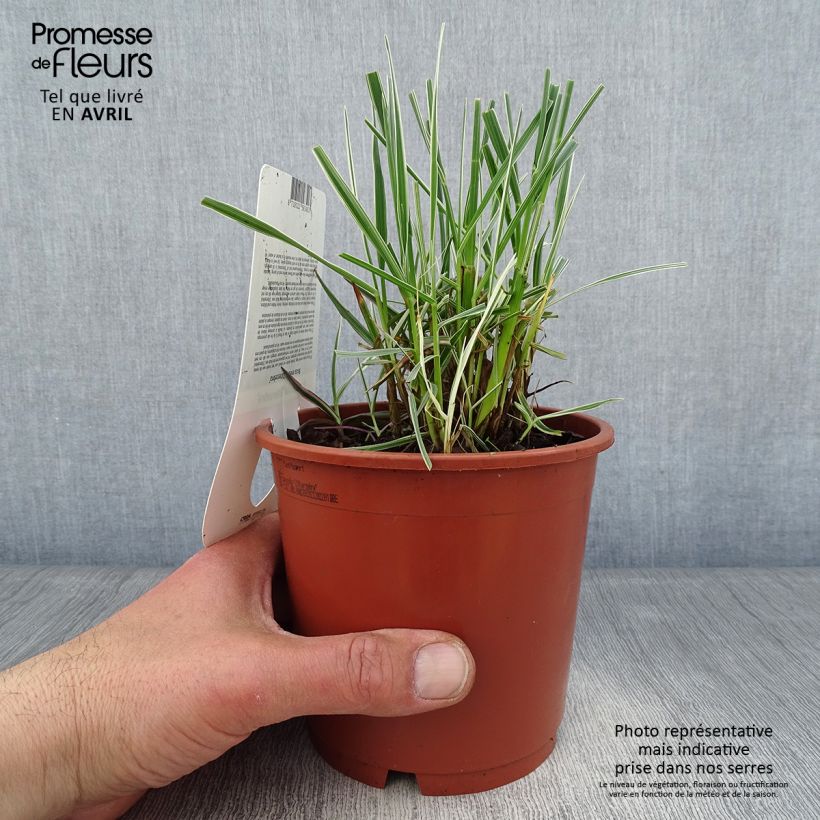 Spécimen de Briza media Zitterzebra - Amourette - Pot de 1L/1,5L tel que livré au printemps