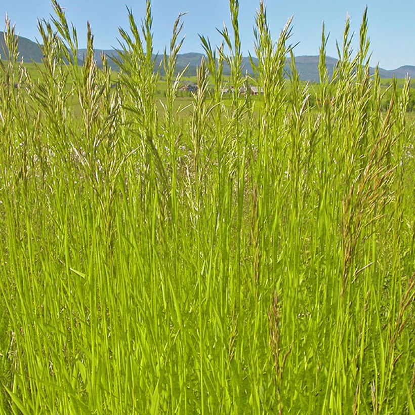 Bromus inermis Skinner s Gold - Brome  (Feuillage)