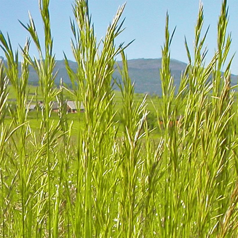 Bromus inermis Skinner s Gold - Brome  (Floraison)