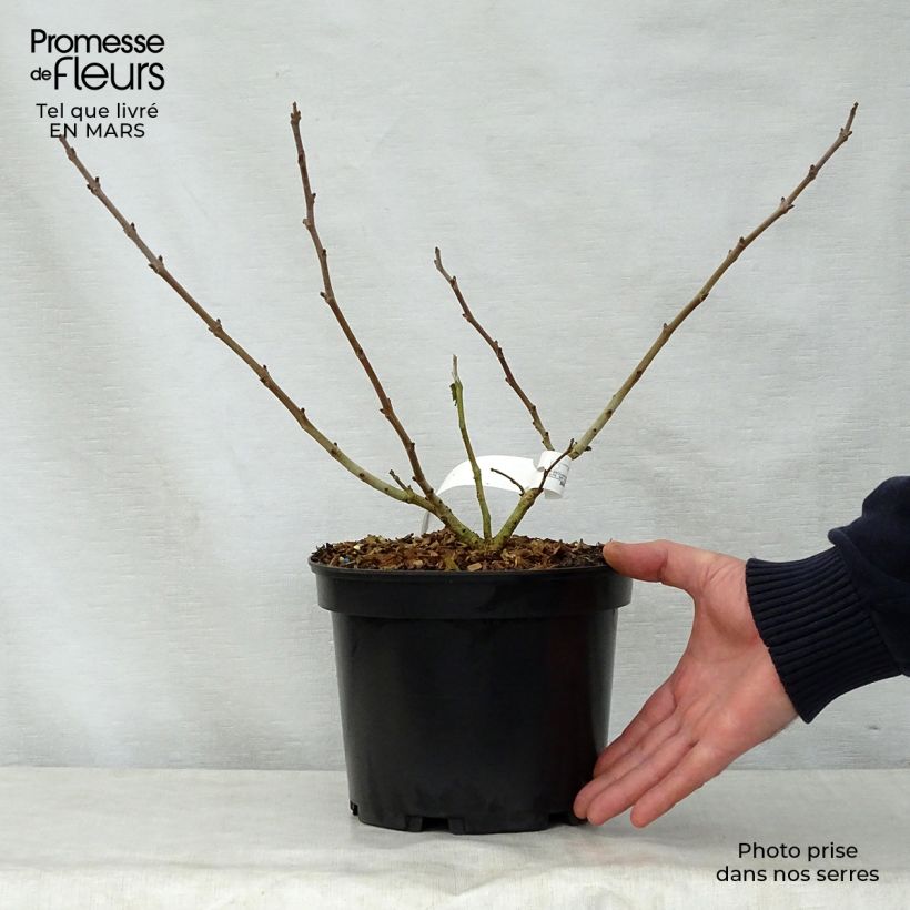 Spécimen de Broussonetia papyrifera Golden Shadow - Mûrier à papier Pot de 4L/5L tel que livré au printemps