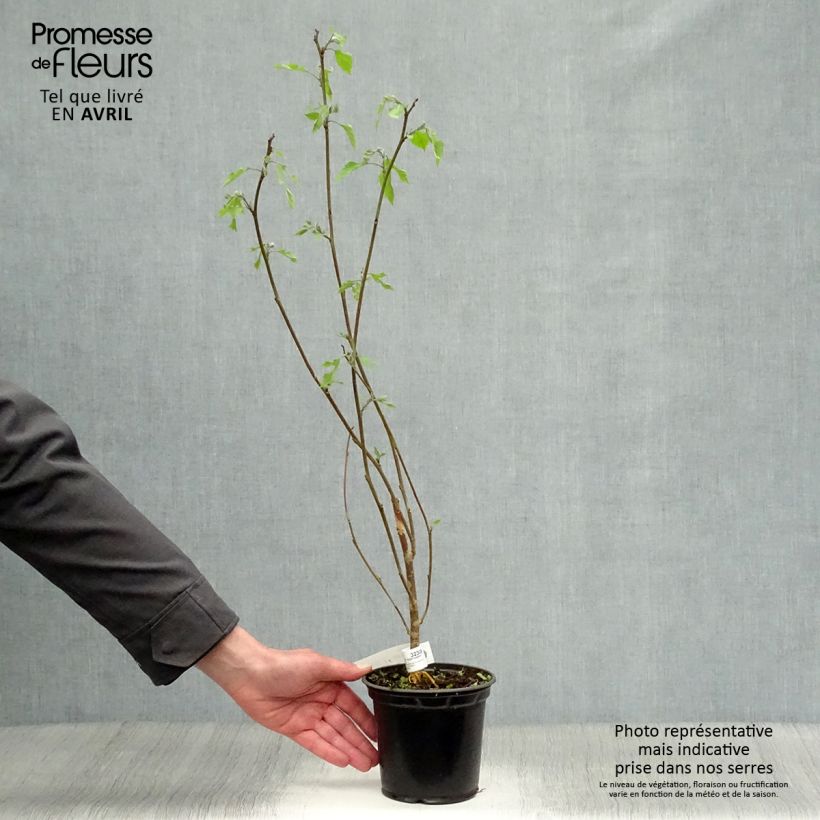 Spécimen de Broussonetia papyrifera - Mûrier de Chine ou à papier Pot de 1L/1,5L tel que livré au printemps