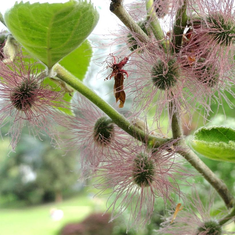 Broussonetia papyrifera - Mûrier de Chine ou à papier (Floraison)