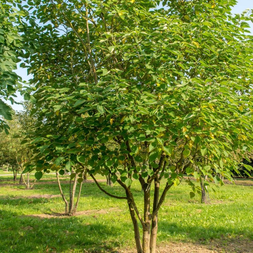 Broussonetia papyrifera - Mûrier de Chine ou à papier (Port)