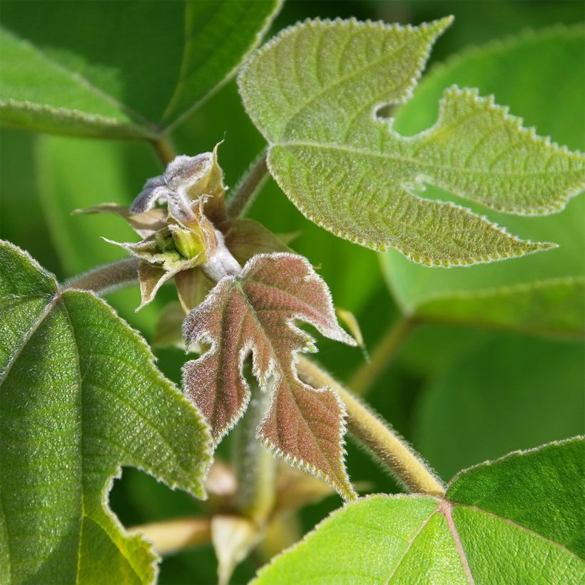 Broussonetia papyrifera - Mûrier de Chine ou à papier (Feuillage)