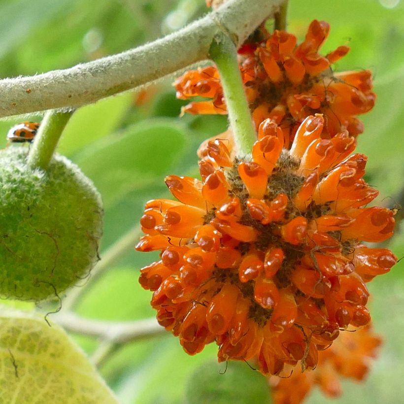 Broussonetia papyrifera - Mûrier de Chine ou à papier (Récolte)