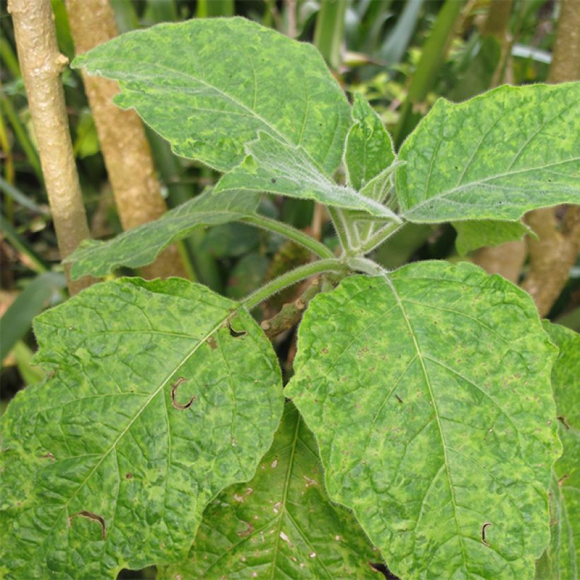 Brugmansia sanguinea (Feuillage)