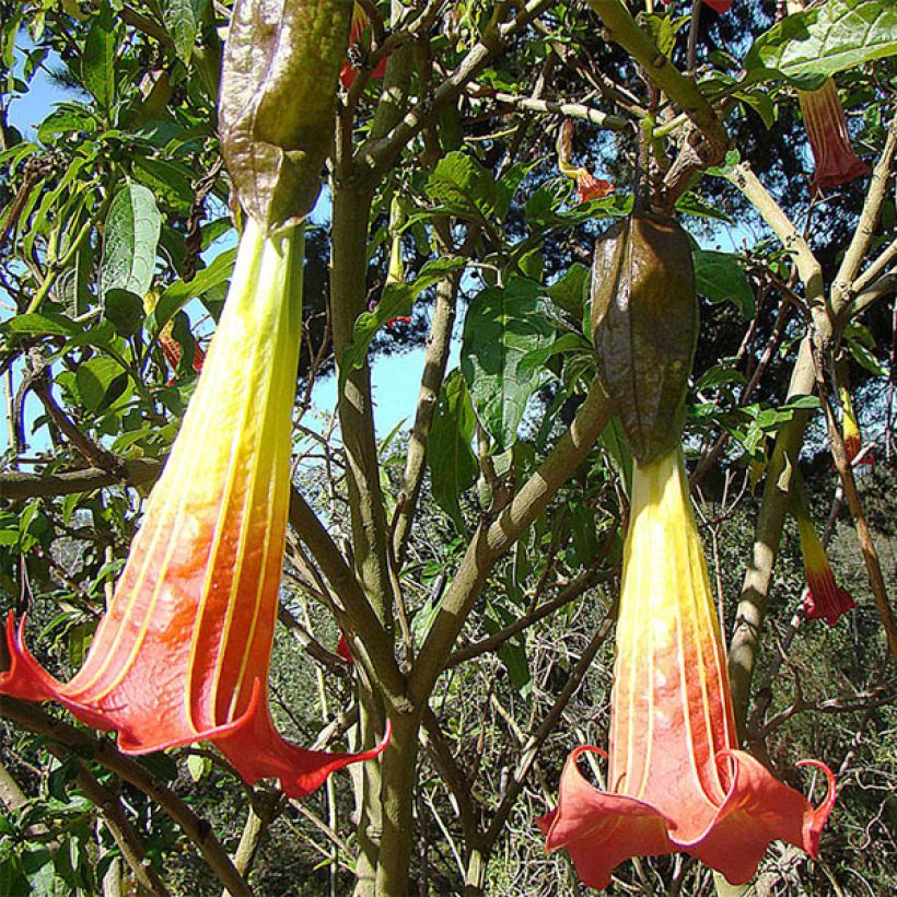 Brugmansia sanguinea (Floraison)