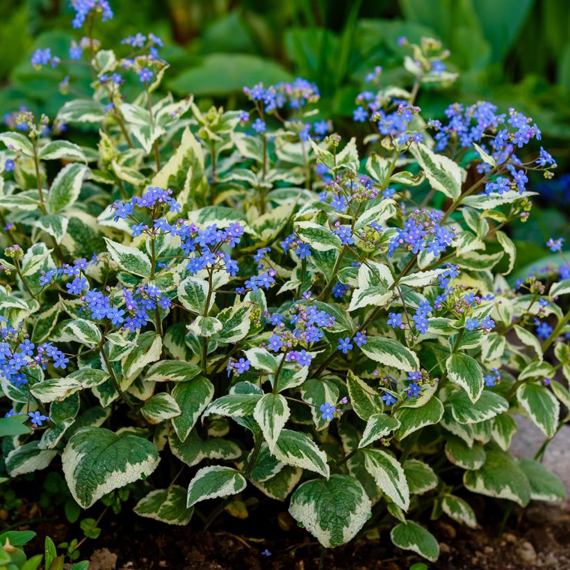 Brunnera Macrophylla Variegata - Myosotis du Caucase (Port)