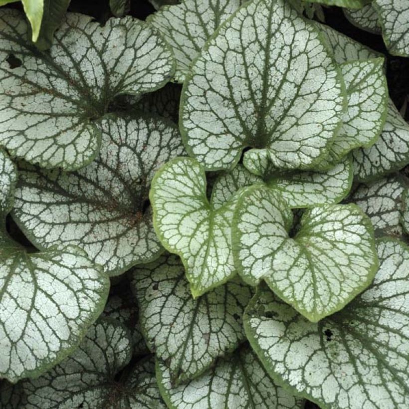 Brunnera macrophylla Jack Frost - Myosotis du Caucase (Feuillage)