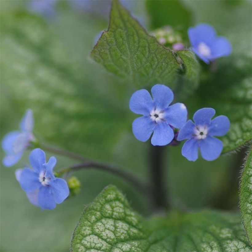 Brunnera macrophylla Alexander's Great - Myosotis du Caucase (Floraison)