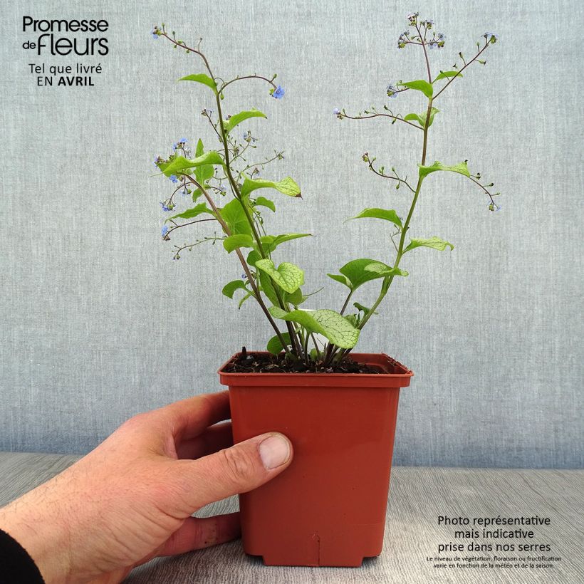 Spécimen de Brunnera macrophylla Alexander's Great - Myosotis du Caucase - pot de 1L/1.5L tel que livré au printemps