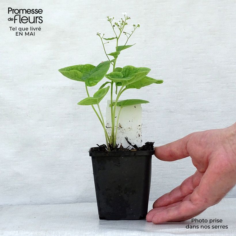 Spécimen de Brunnera macrophylla Betty Bowring - Myosotis du Caucase Godet de 9cm tel que livré au printemps