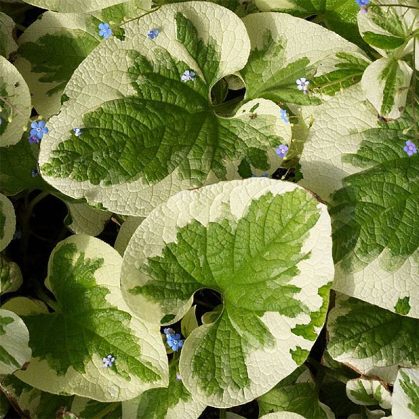 Brunnera macrophylla Dawson s White - Myosotis du Caucase (Feuillage)