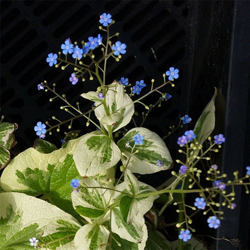 Brunnera macrophylla Dawson s White - Myosotis du Caucase (Floraison)