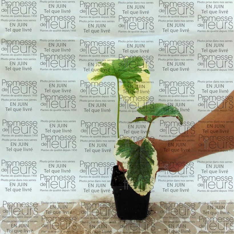 Exemple de spécimen de Brunnera macrophylla Dawson s White - Myosotis du Caucase Godet de 9cm tel que livré