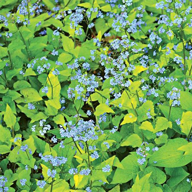 Brunnera macrophylla Diane's Gold - Myosotis du Caucase (Floraison)